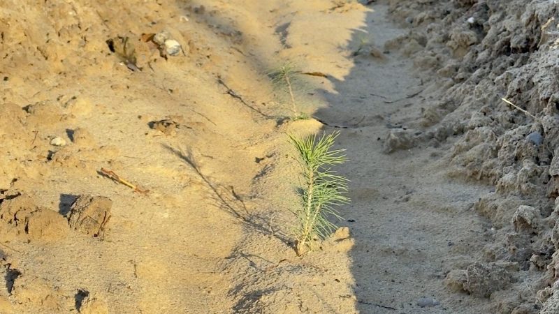 Рекультивація: Іршанський ГЗК висадив 108 тис. саджанців